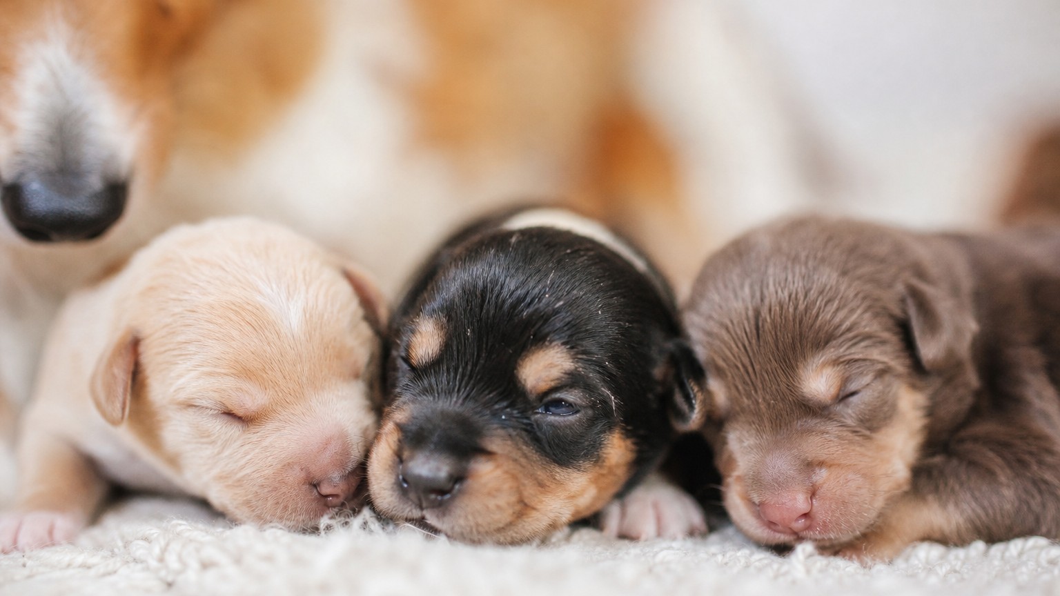 Quand les yeux des chiots s'ouvrent-ils ?