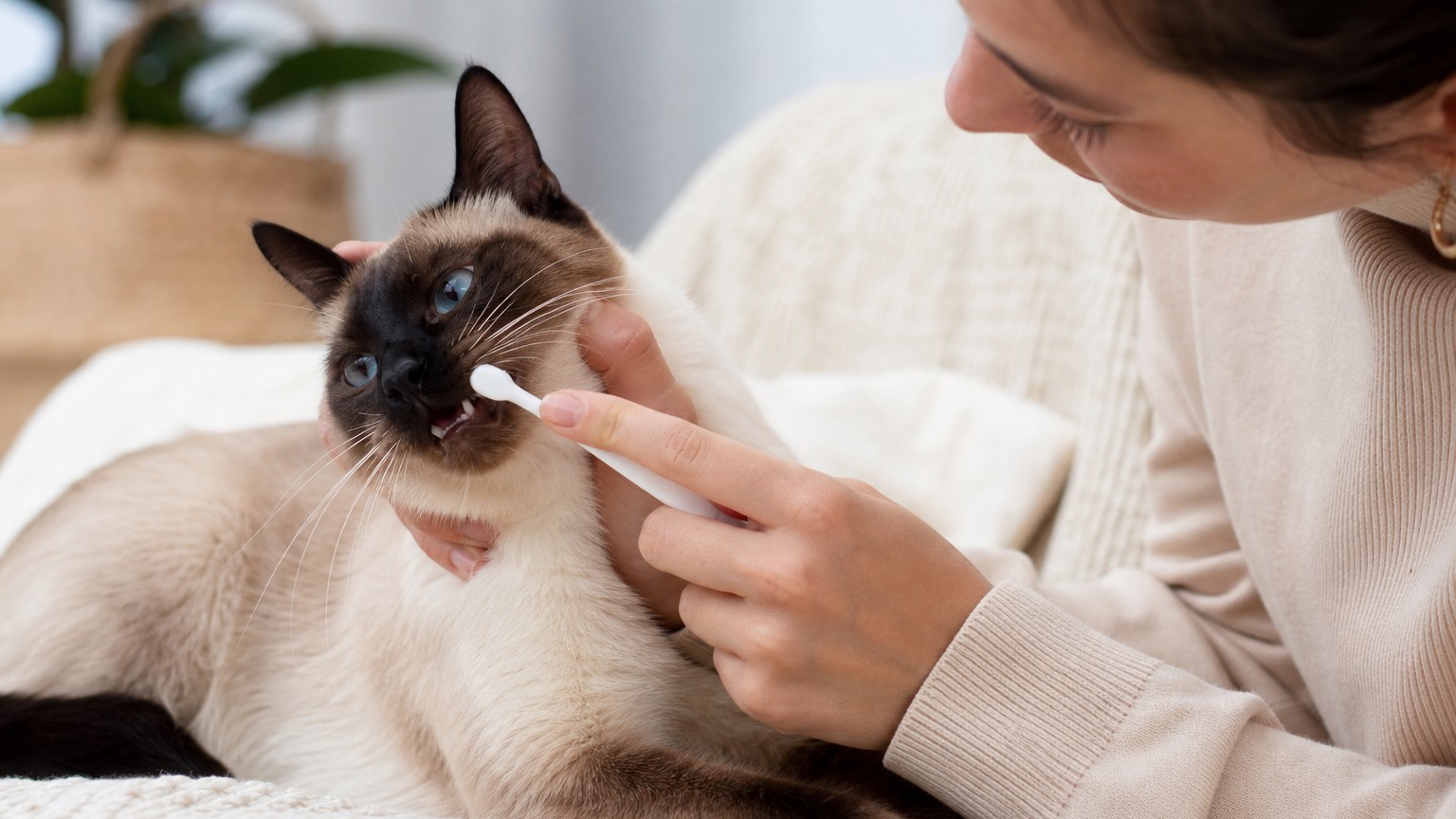 Soins dentaires spécifiques pour chats siamois : prévention et traitement