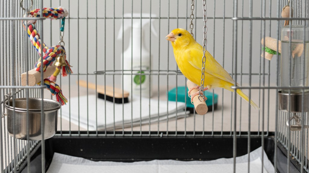 Les meilleures pratiques pour garder la cage de votre canari propre et sécurisée