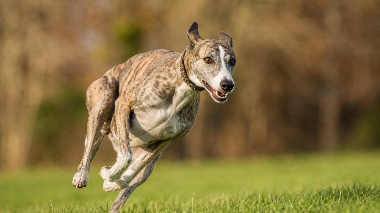 Les chiens les plus rapides du monde : guide complet et conseils