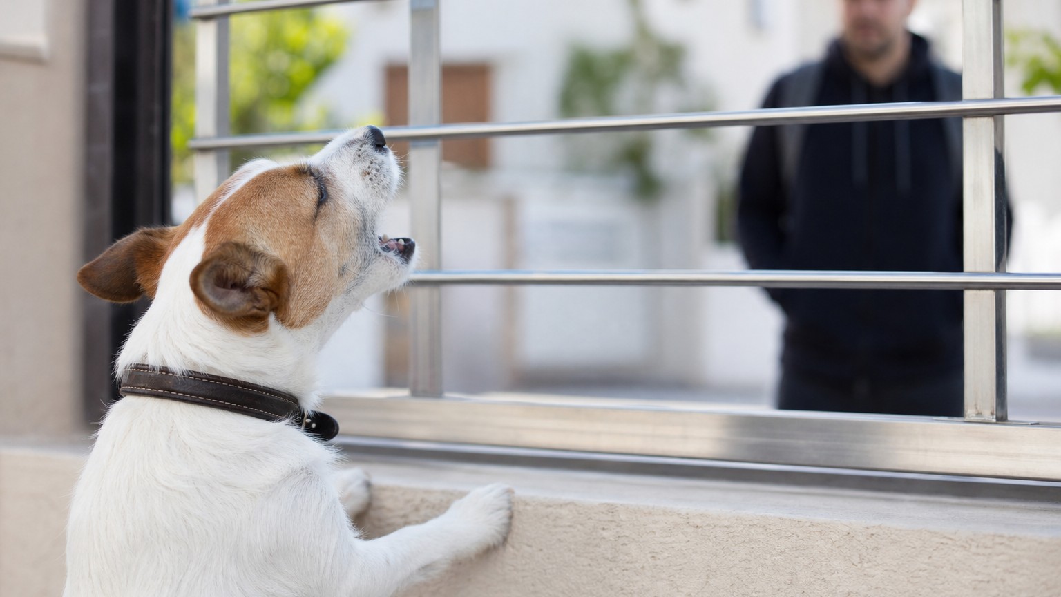 Pourquoi mon chien aboie-t-il sur les inconnus ?