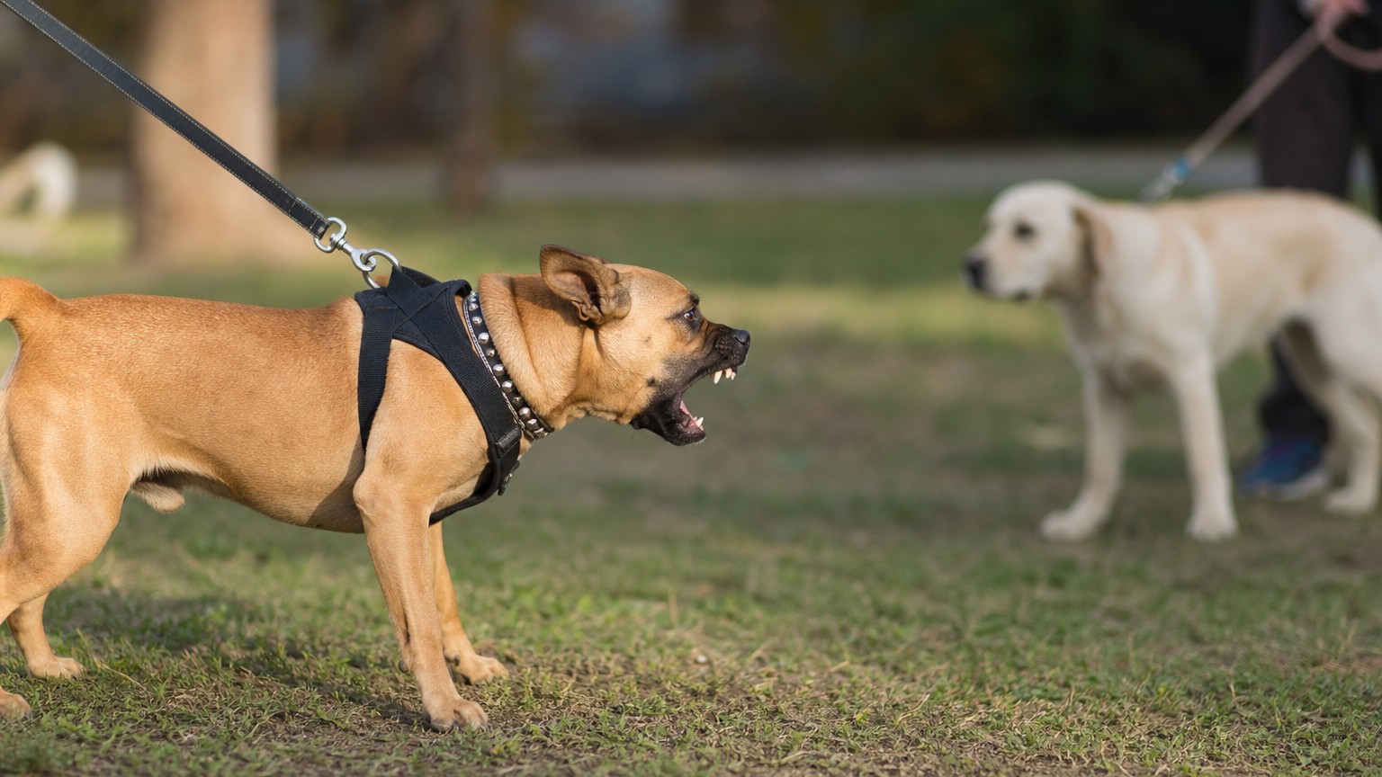 Pourquoi mon chien aboie-t-il sur les autres chiens ?