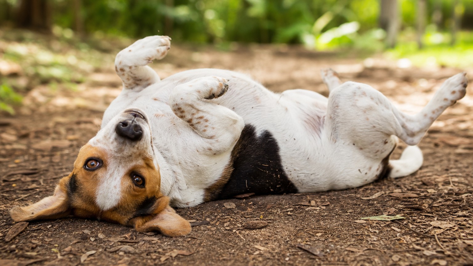 Pourquoi mon chien se roule-t-il par terre ?