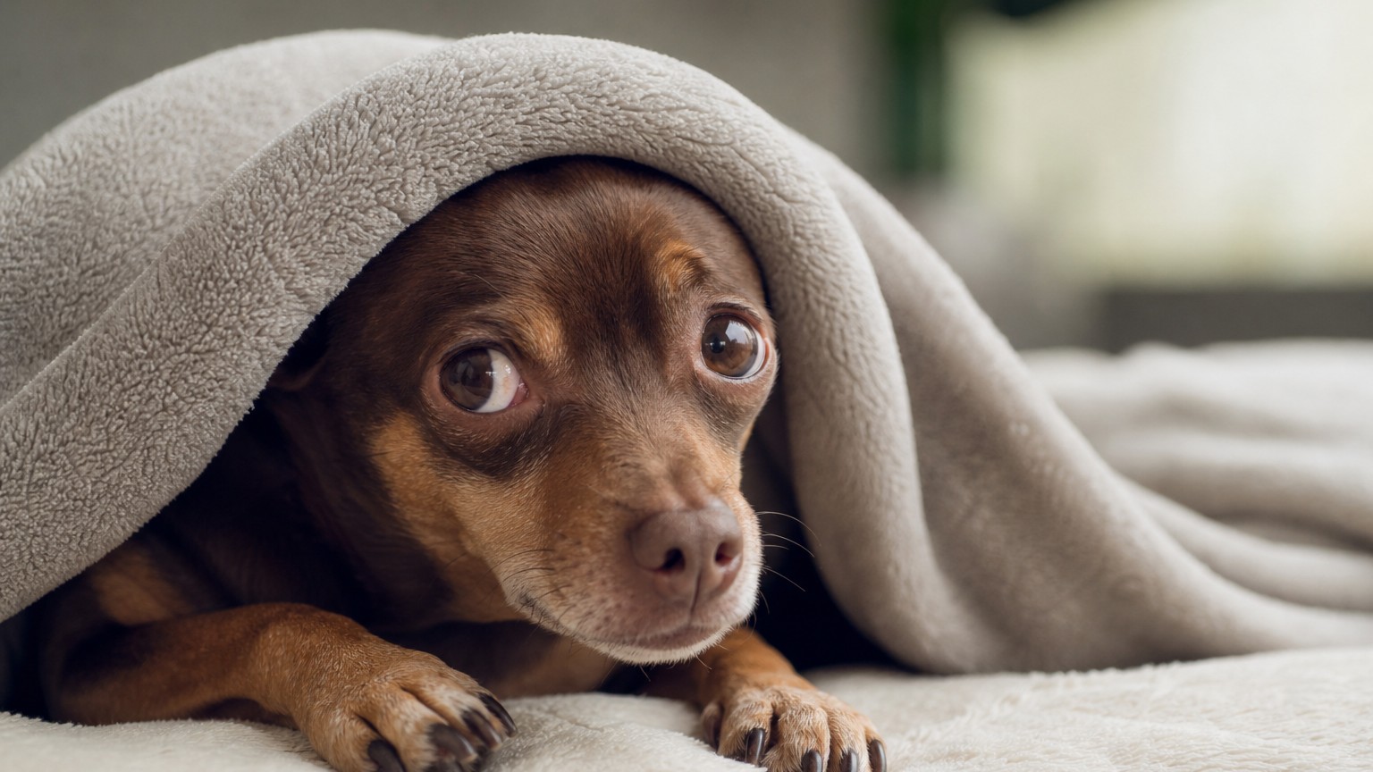 Pourquoi mon chien tremble-t-il ?