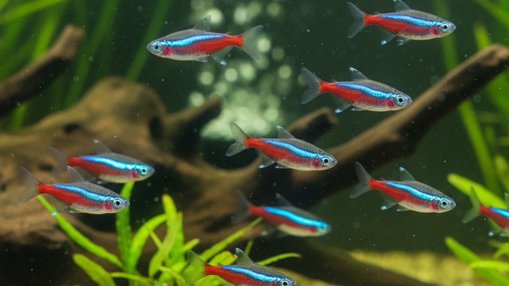 Neon tetra (Paracheirodon innesi)