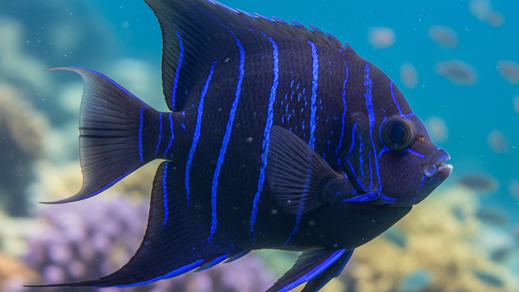 Poisson Ange Bleu