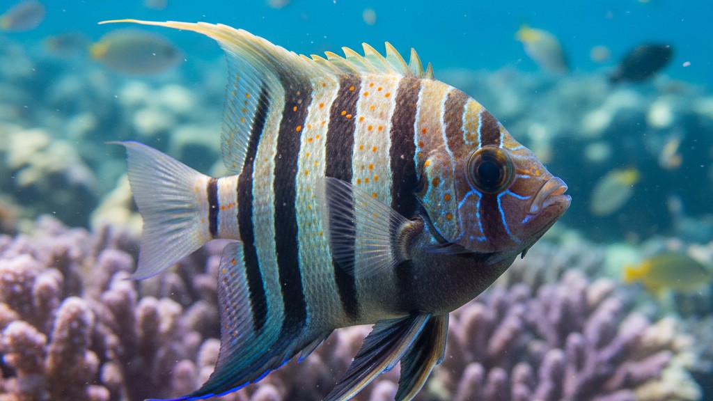 Poisson Ange Léopard