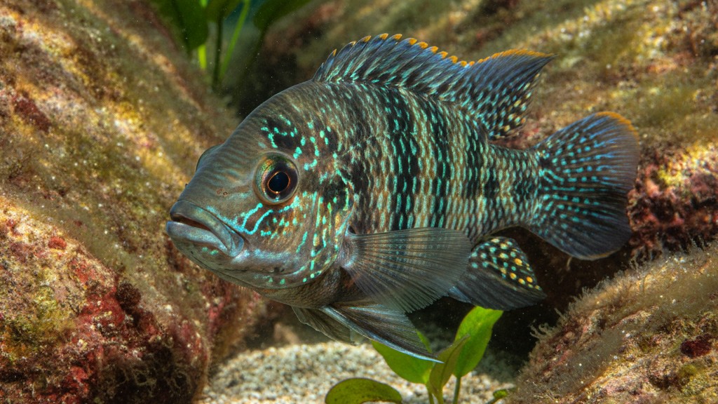 Cichlidé Jack Dempsey