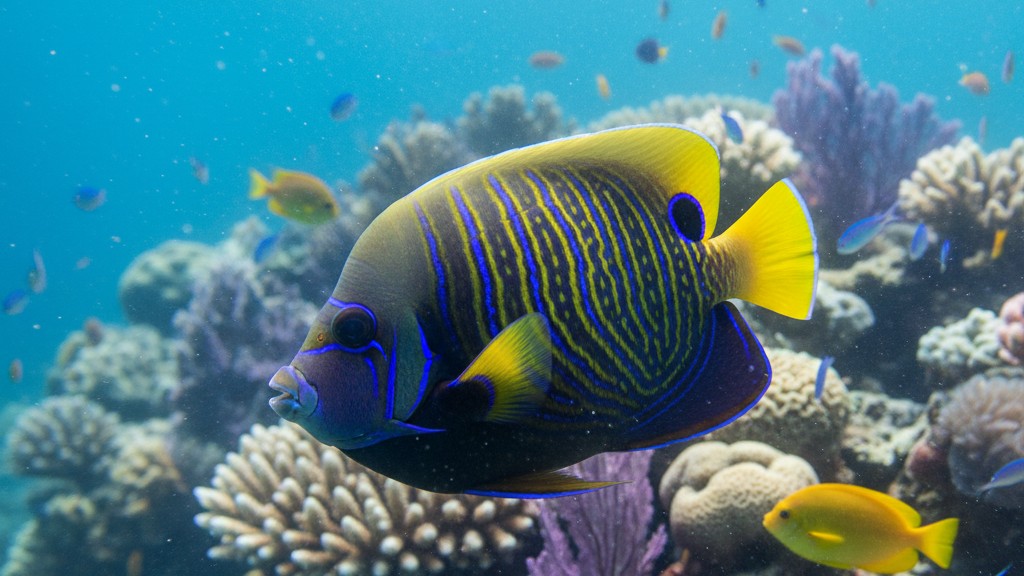 Poisson Ange