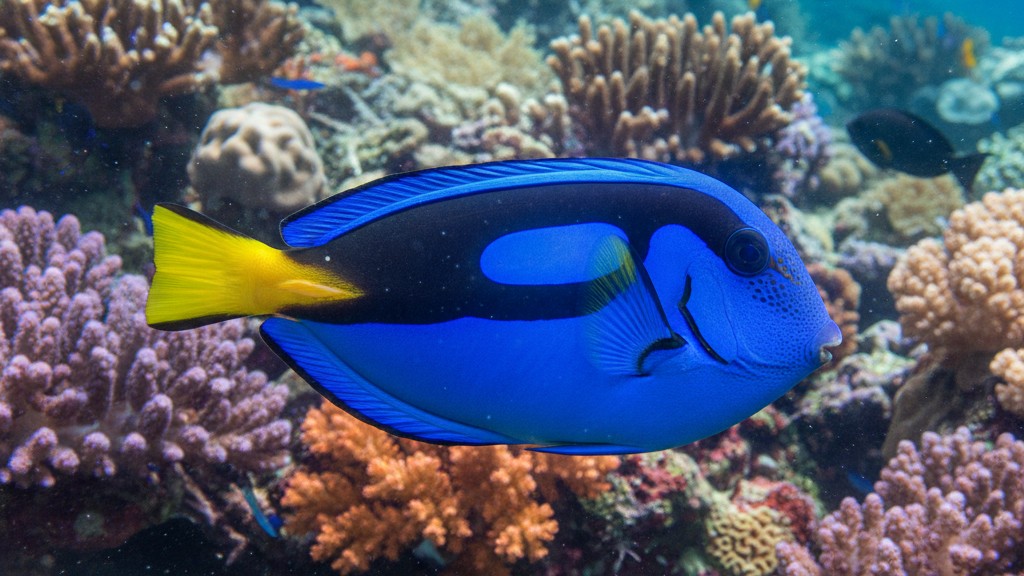 Poisson Chirurgien