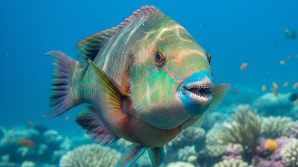 Poisson Perroquet