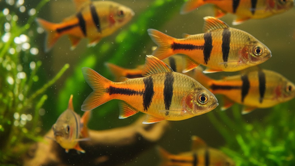 Barbo tigre (Puntigrus tetrazona)