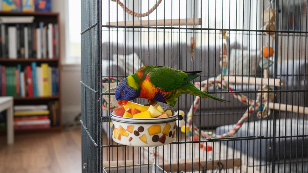Alimentation adaptée pour un Loro Arcoiris en bonne santé