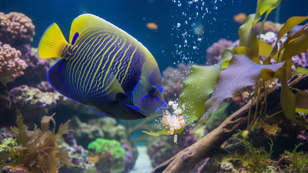 Alimentation équilibrée pour le Poisson Ange Empereur