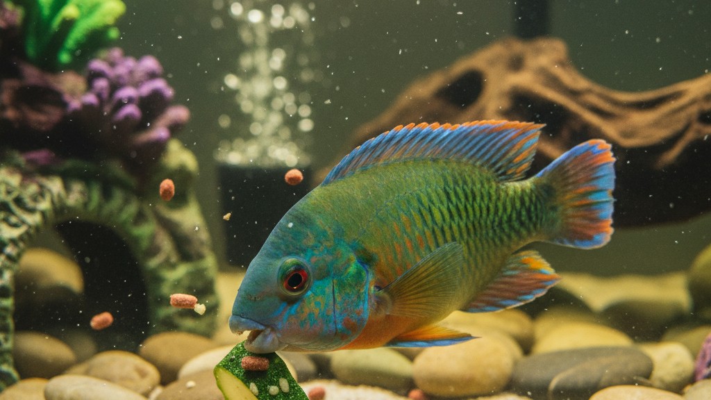 Alimentation adaptée pour un poisson perroquet en bonne santé