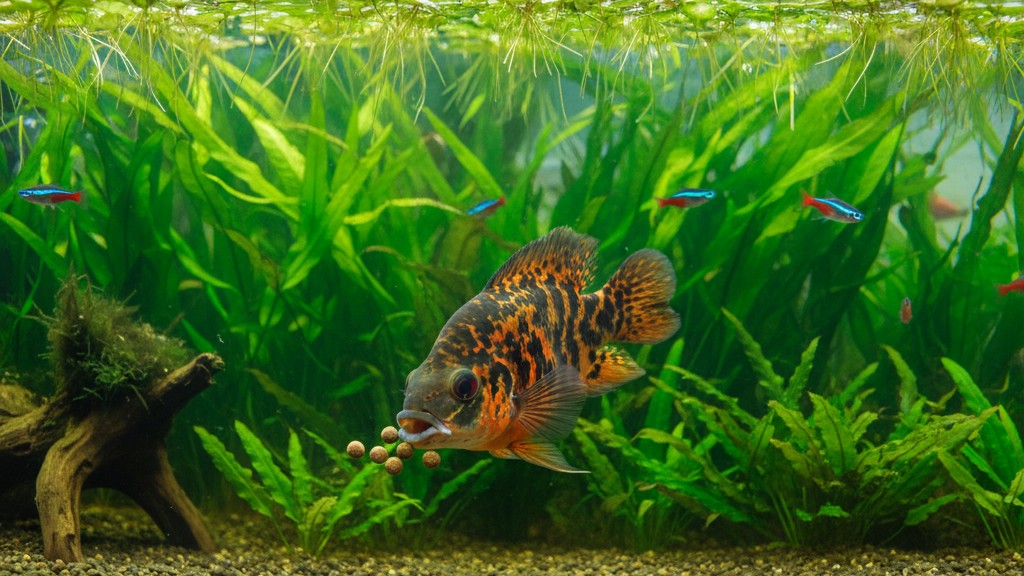 Alimentation recommandée pour le poisson Oscar