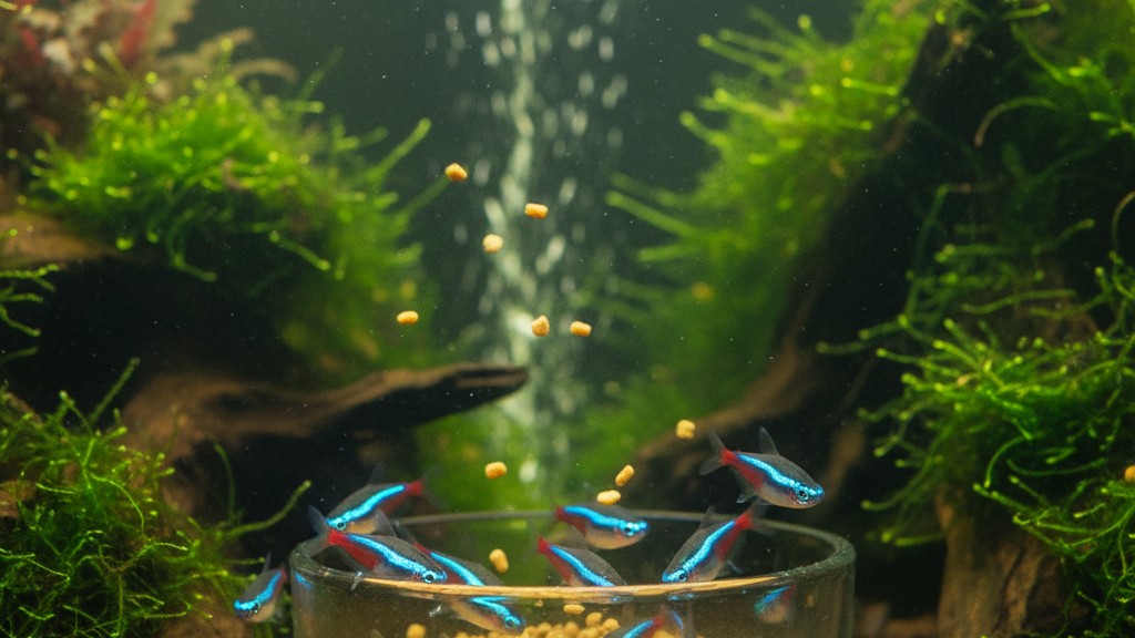 Alimentation idéale pour le Poisson Tetra Néon Bleu