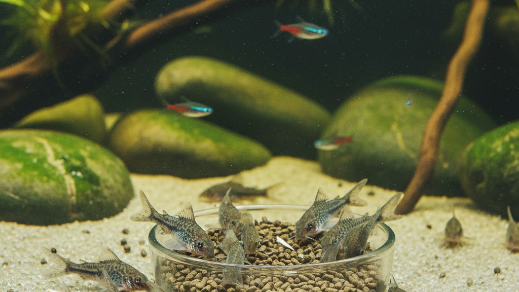Alimentation adaptée des Corydoras à domicile