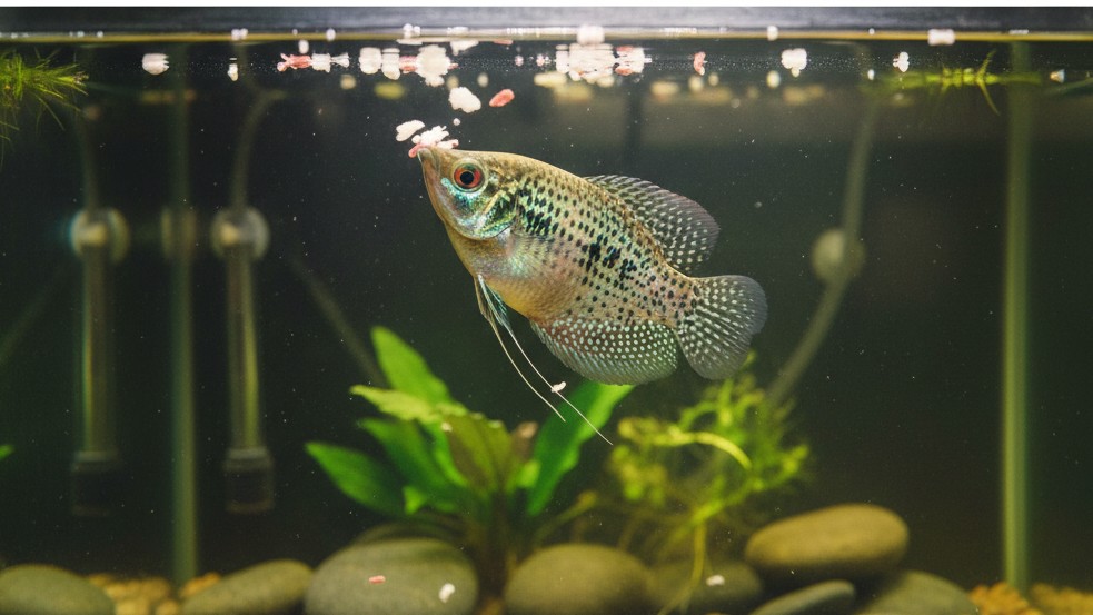 Alimentation équilibrée pour un Gourami perla en pleine santé