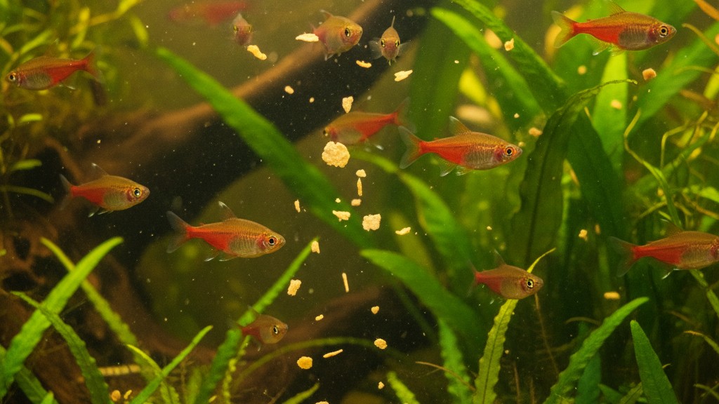 Alimentation adaptée du Rasbora arlequin en aquarium