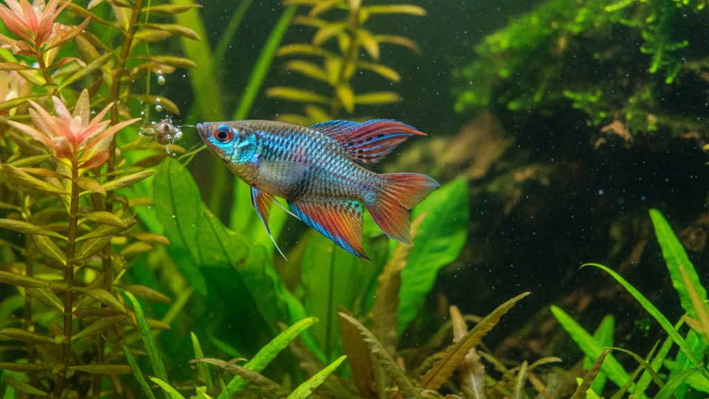 Comportement typique du poisson paradis en aquarium