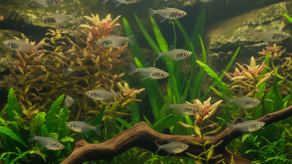Comportement et personnalité du poisson cristal indien en aquarium