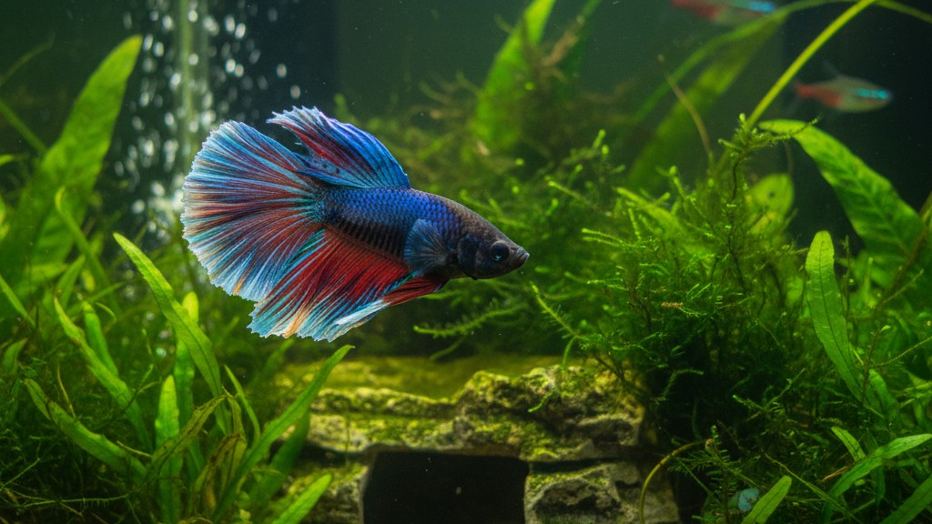 Comportement typique et gestion du Betta splendens