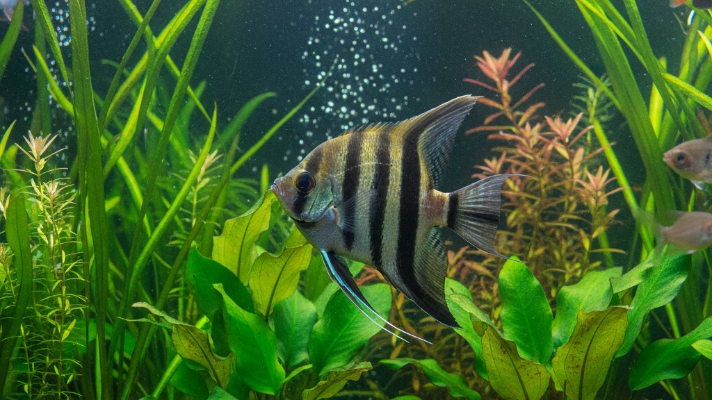 Personnalité et comportement habituel du Poisson Ange Français