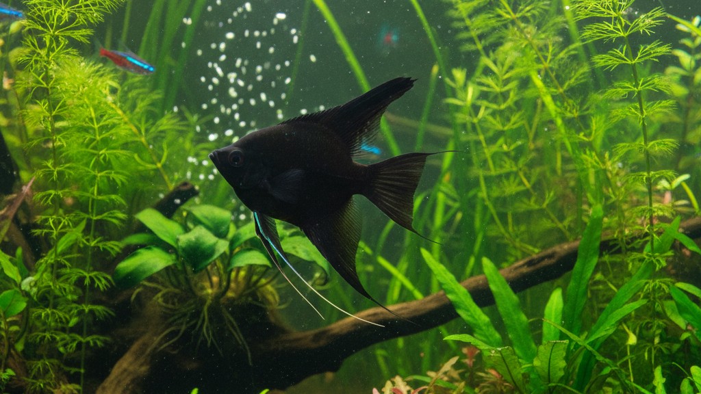 Tempérament et activités typiques du Poisson Ange Noir