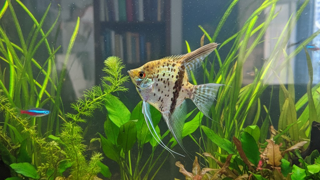 Comportement typique du Poisson Ange Léopard en aquarium