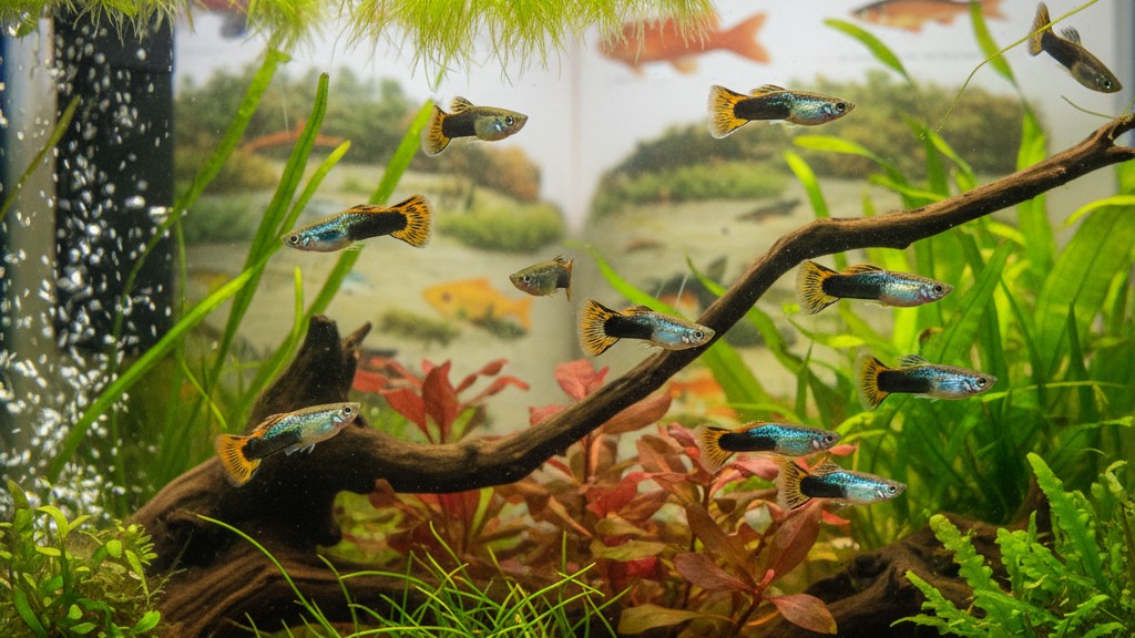 Tempérament et comportement typique du guppy Endler