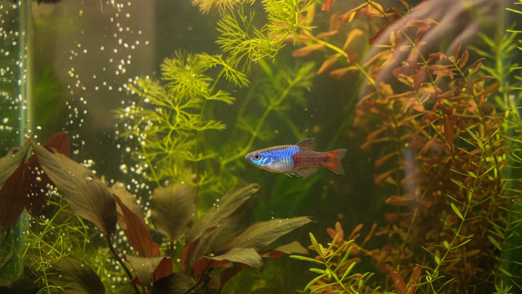 Tempérament et comportement typique du Poisson Killifish
