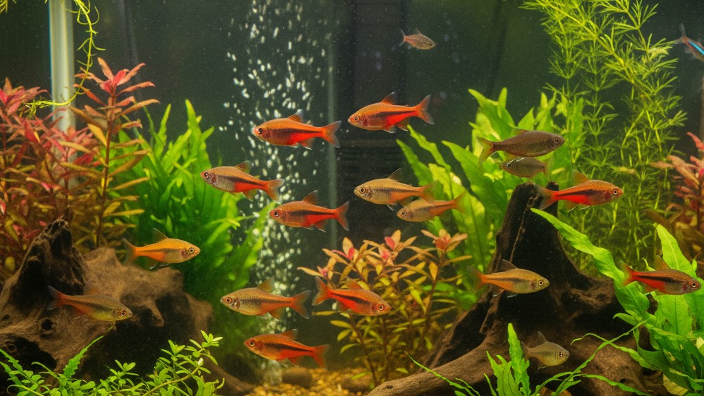 Tempérament et comportement du Barbo cereza dans votre aquarium
