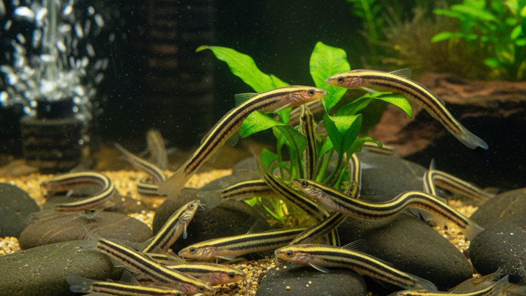 Comportement typique et social du Kuhli loach