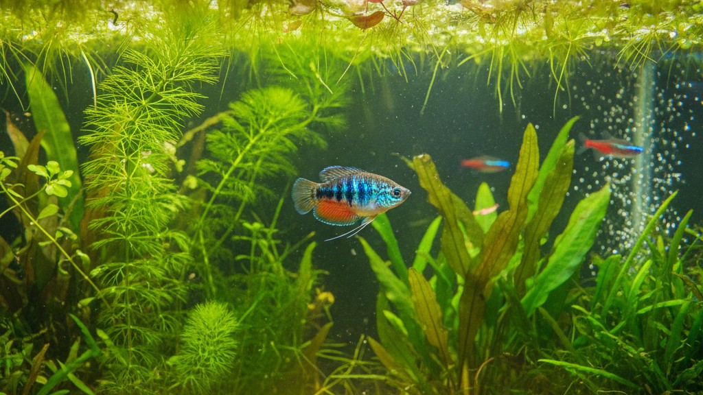 Comportement typique et cohabitation du Gourami nain