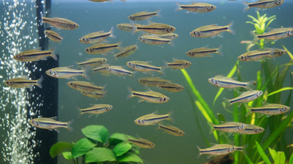 Comportement du Danio cebra : sociabilité et activité