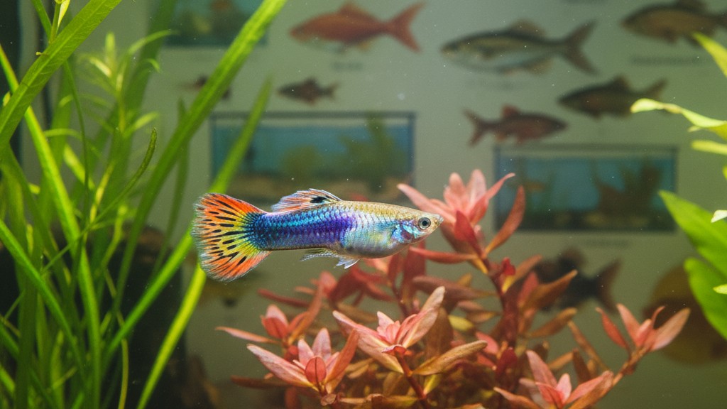 Découvrez le Guppy : petit poisson tropical aux couleurs vives
