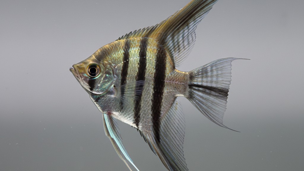 Découvrez le poisson Escalar : origine, taille et tempérament