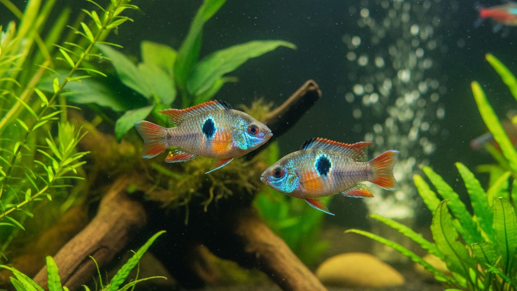 Découvrez le poisson Ramirezi : caractéristiques et origine