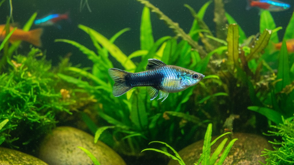 Découvrez le Molly : un poisson tropical idéal pour débutants