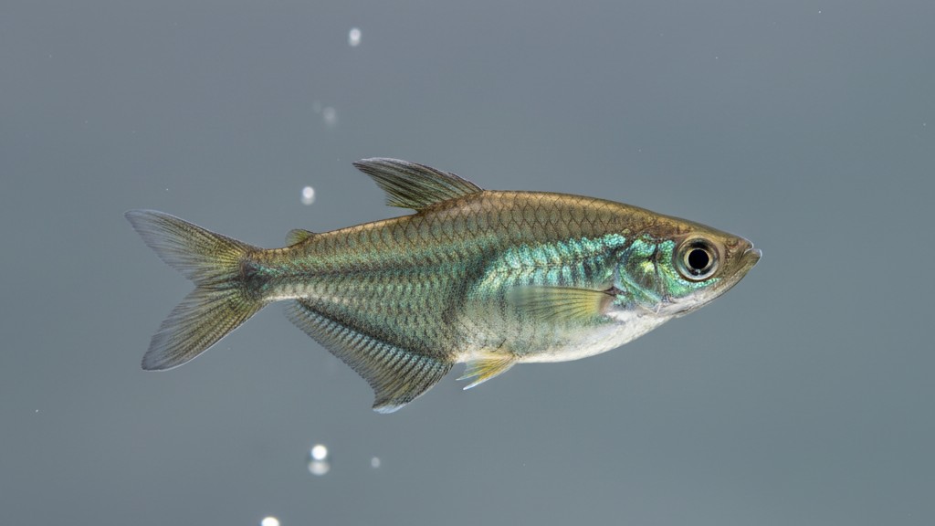 Caractéristiques et nature du poisson hachette