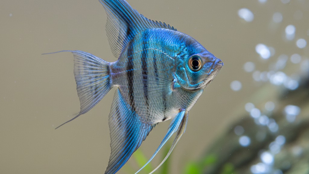 Découvrez le Poisson Ange Bleu, un joyau d'eau douce