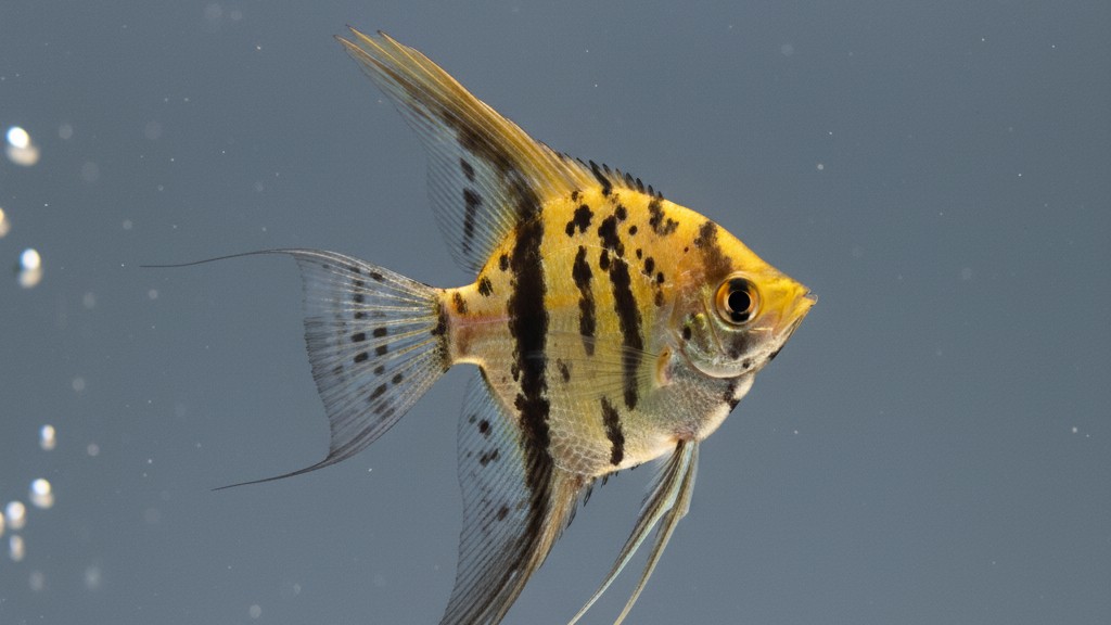 Caractéristiques essentielles du Poisson Ange Léopard
