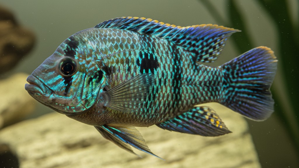 Découvrez le cichlidé Jack Dempsey : caractéristiques et origine