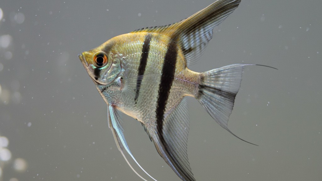 Découvrez le Poisson Ange : Caractéristiques et Origine