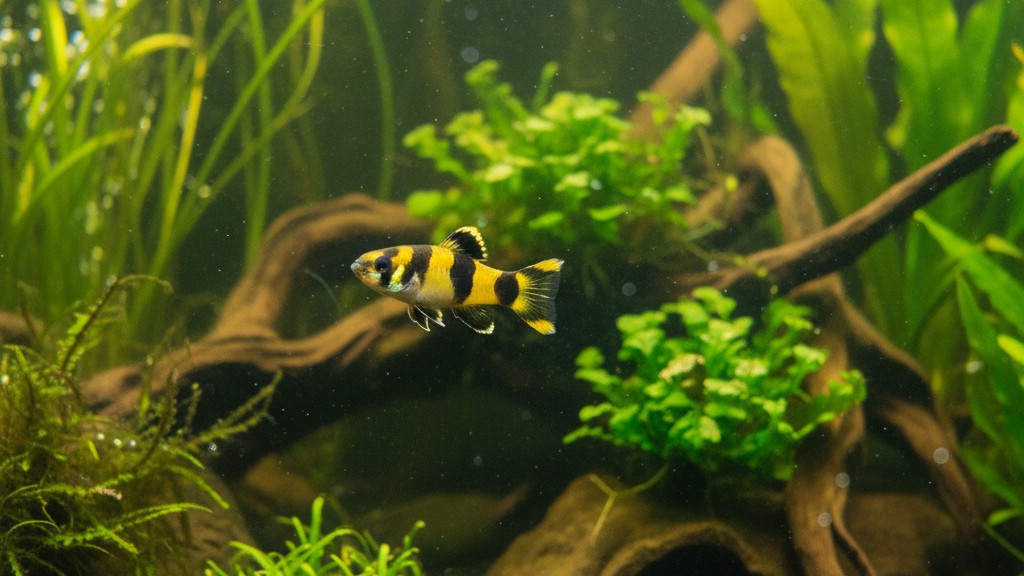 Découvrez le Gobio abeille : petit poisson tropical d'origine asiatique