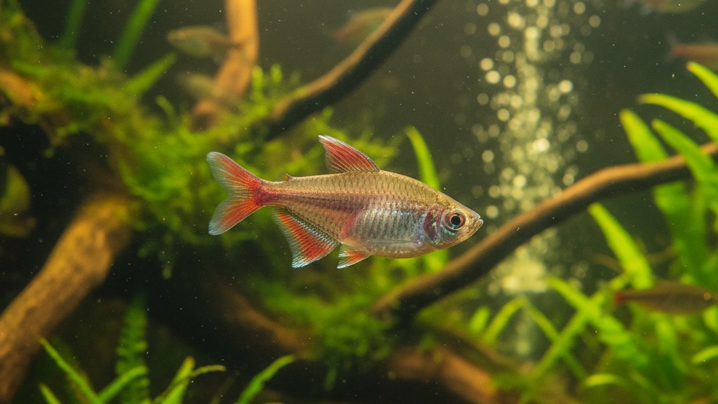 Découvrez le Tetra fantasma : un petit poisson élégant pour votre aquarium