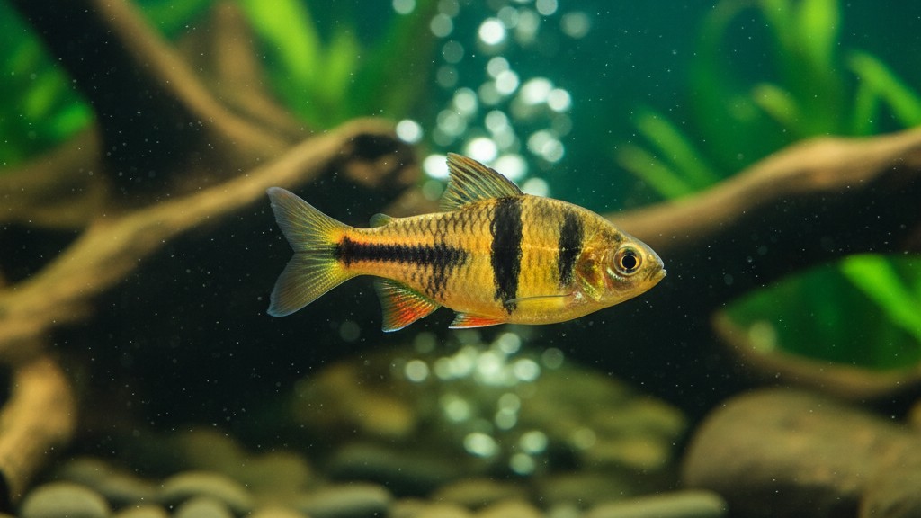 Barbo tigre : un poisson vif et actif pour votre aquarium