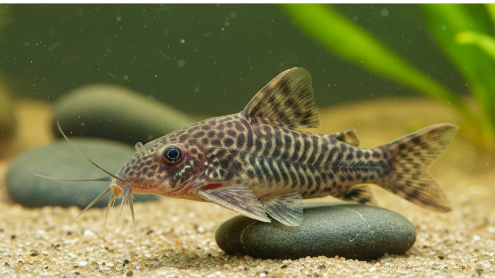 Caractéristiques et origine des poissons Corydoras
