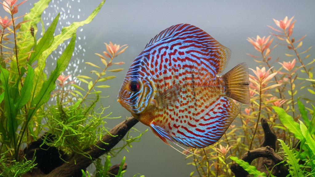 Découvrez le poisson Disco : beauté et sérénité aquatique